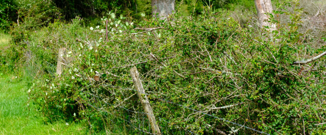 Hedgerow in a farm field