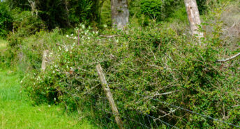 Hedgerow in a farm field