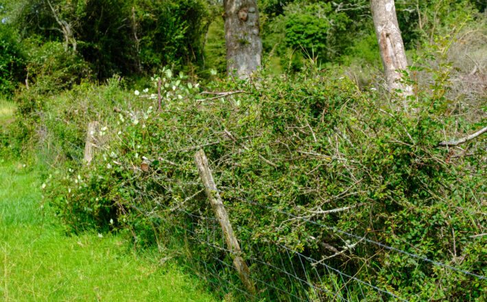 Hedgerow in a farm field