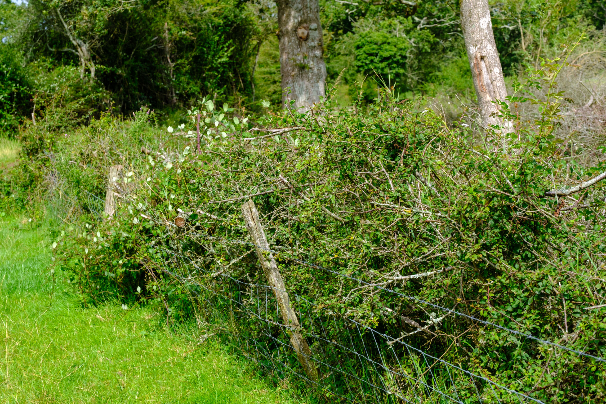 Hedgerow in a farm field